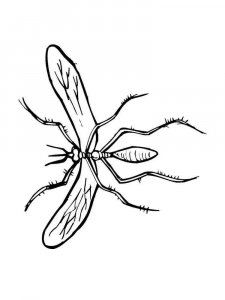 Insect coloring page 46 - Free printable