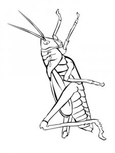 Insect coloring page 47 - Free printable