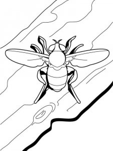 Insect coloring page 51 - Free printable