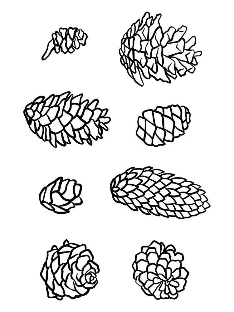 Pine Cone Coloring Pages Download And Print Pine Cone Coloring Pages
