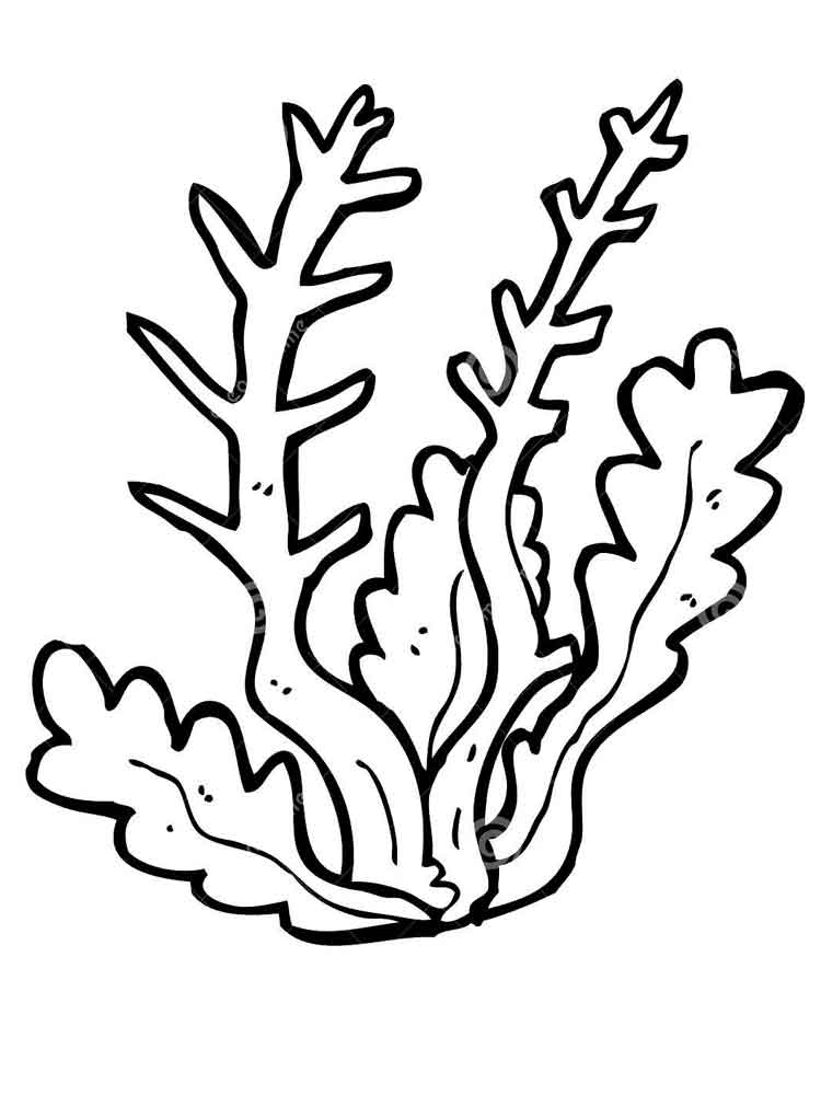 Coloring Seaweed Pages Clipart Template Outline Sea Printable Coral ...