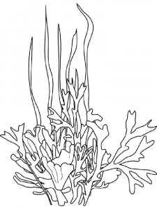 Seaweed coloring page 1