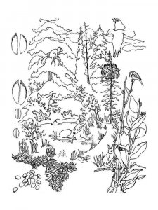 Forest coloring page 19 - Free printable