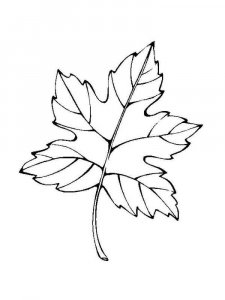 Leaf coloring page 15 - Free printable