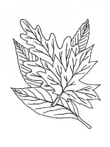 Leaf coloring page 17 - Free printable