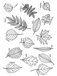 Leaf coloring page 44 - Free printable