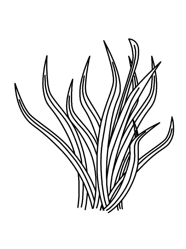 plants-coloring-pages