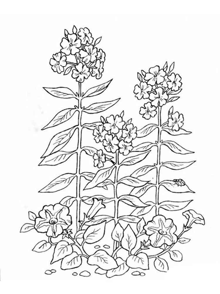Plants coloring pages. Download and print Plants coloring pages