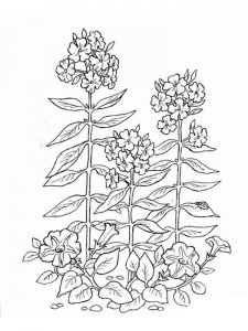 Plants coloring page 2 - Free printable