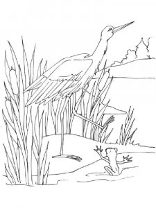 Swamp coloring page 9 - Free printable