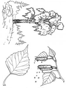 Tree coloring page 27 - Free printable