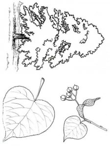 Tree coloring page 3 - Free printable