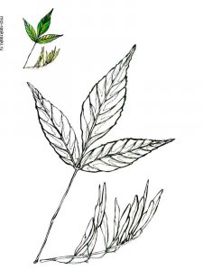 Ash Tree coloring page 1 - Free printable