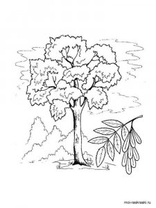 Ash Tree coloring page 2 - Free printable