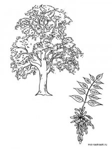 Ash Tree coloring page 3 - Free printable