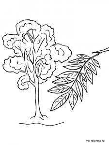 Ash Tree coloring page 5 - Free printable