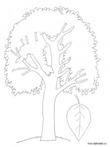 Aspen Tree coloring page 1 - Free printable