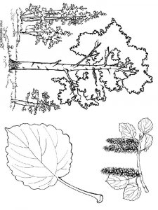 Aspen Tree coloring page 2 - Free printable
