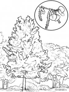Aspen Tree coloring page 4 - Free printable