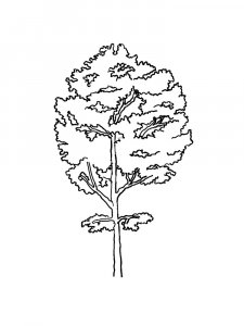Aspen Tree coloring page 6 - Free printable