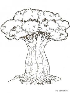 Baobab coloring page 1 - Free printable