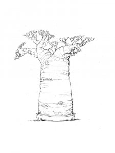 Baobab coloring page 14 - Free printable