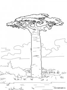 Baobab coloring page 3 - Free printable