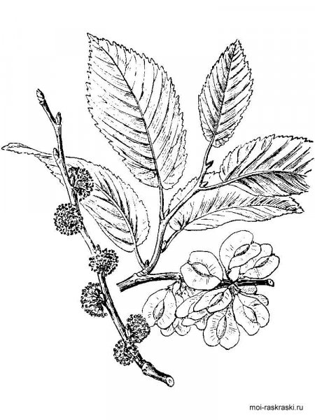 Elm coloring pages