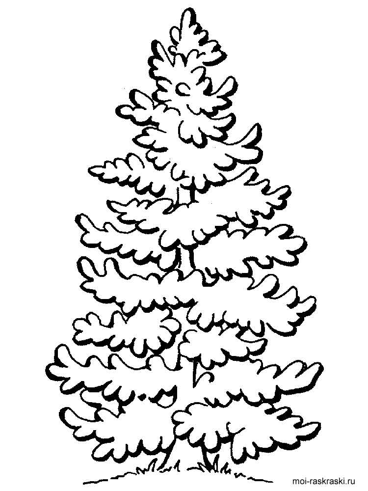 Fir Tree coloring pages for kids. Free Printable Fir Tree coloring pages