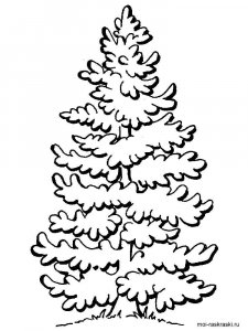 Fir Tree coloring page 1 - Free printable