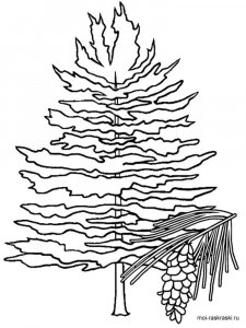 Fir Tree coloring page 6 - Free printable