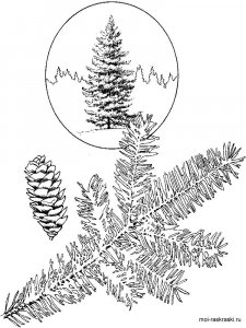 Fir Tree coloring page 8 - Free printable