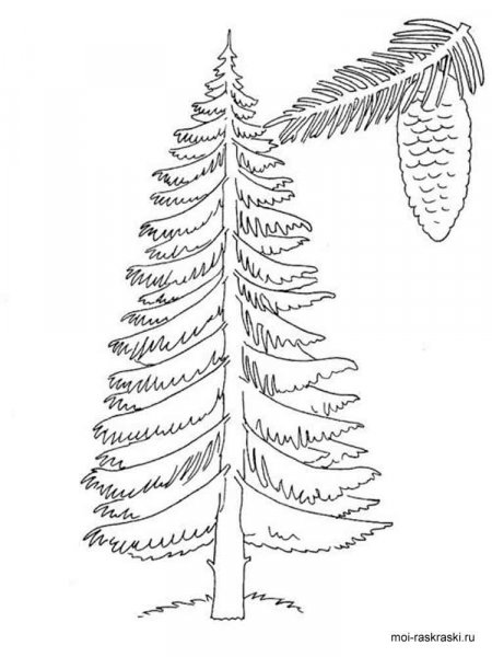 Как нарисовать дерево пихту карандашом поэтапно