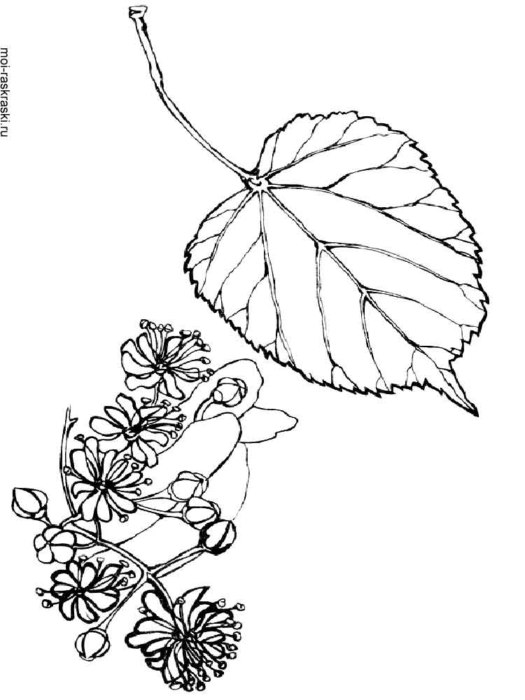 Download Linden Tree coloring pages for kids. Free Printable Linden Tree coloring pages