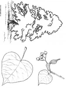 Linden Tree coloring page 2 - Free printable
