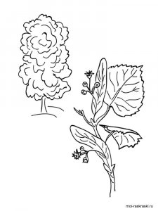 Linden Tree coloring page 5 - Free printable