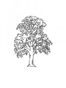 Linden Tree coloring page 6 - Free printable