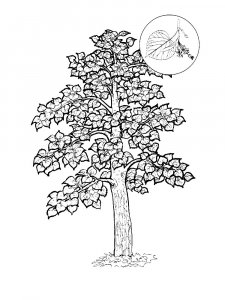 Linden Tree coloring page 7 - Free printable