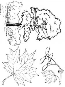 Maple Tree coloring page 1 - Free printable