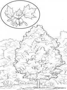 Maple Tree coloring page 11 - Free printable