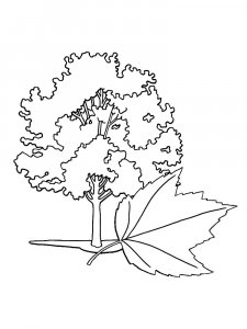Maple Tree coloring page 12 - Free printable