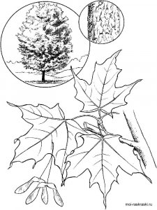 Maple Tree coloring page 2 - Free printable