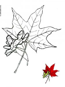 Maple Tree coloring page 3 - Free printable
