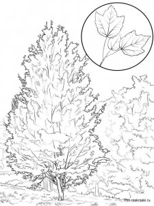 Maple Tree coloring page 9 - Free printable