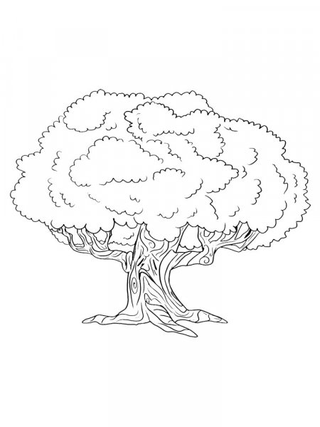 Oak coloring pages