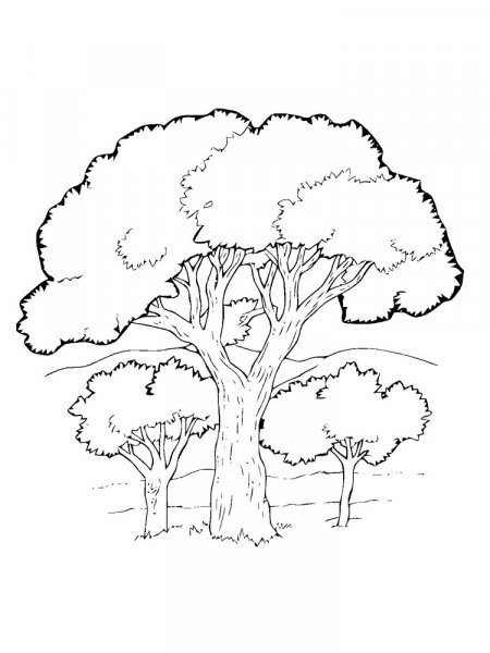 Oak coloring pages