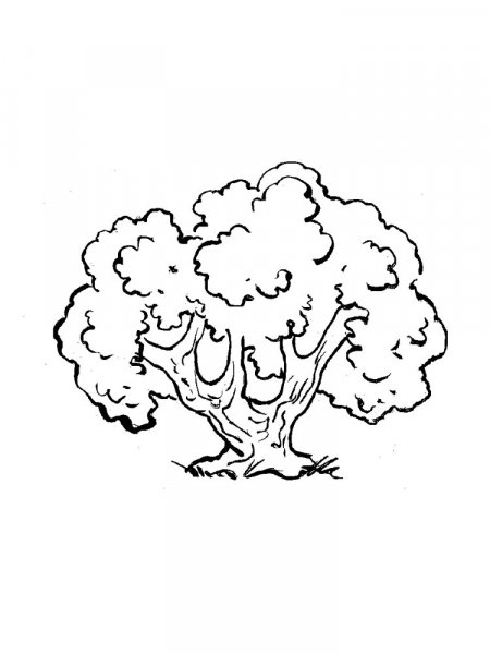 Oak coloring pages