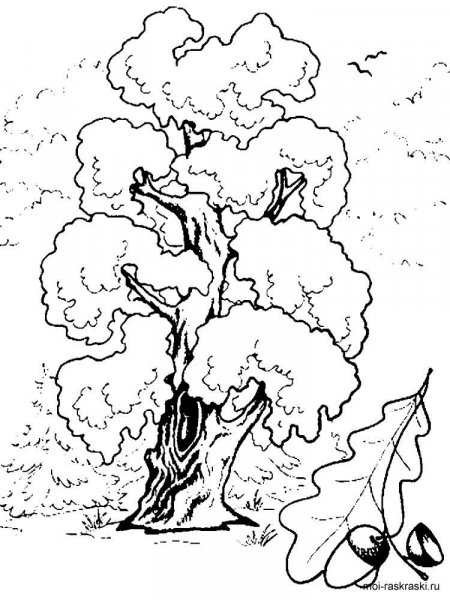 Oak coloring pages