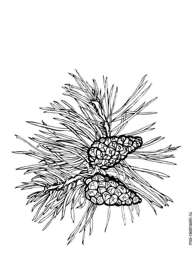 Realistic Pine Tree Coloring Page Coloring Pages | Sexiz Pix