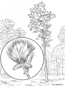 Pine Tree coloring page 3 - Free printable